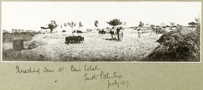 Threshing corn at Beni Selah, July 1917 by Capt. Arthur Rhodes